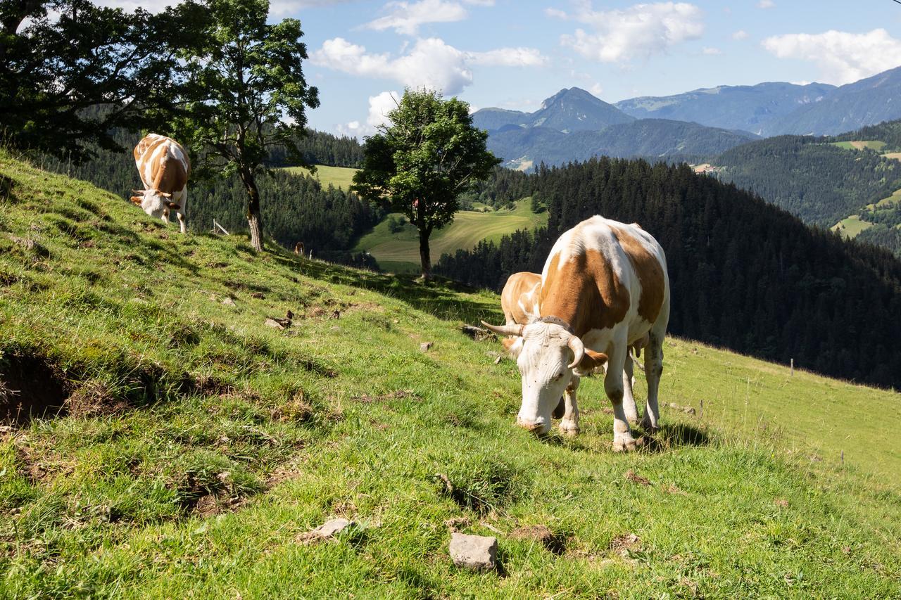 Farmstay&Glamping Visocnik Ljubno Extérieur photo