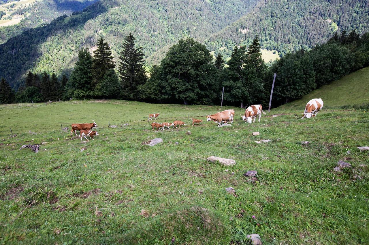 Farmstay&Glamping Visocnik Ljubno Extérieur photo